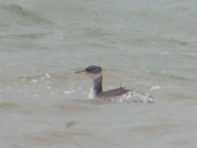 Photo of Red Necked Grebe